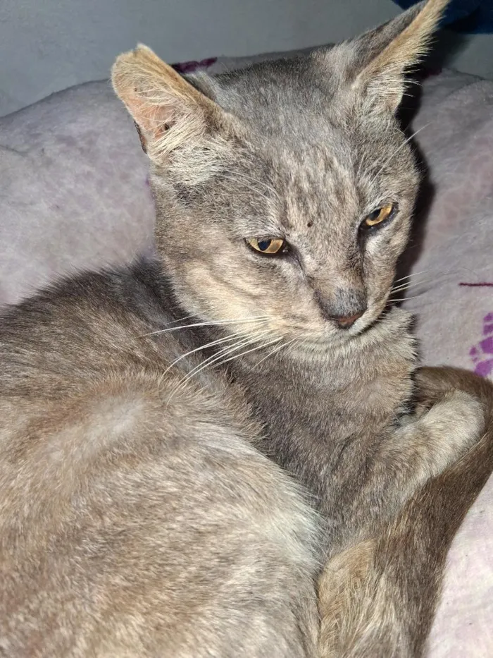 Gato raça SRD-ViraLata idade 2 a 6 meses nome gris