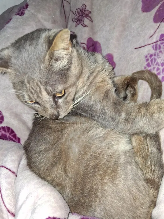 Gato raça SRD-ViraLata idade 2 a 6 meses nome gris