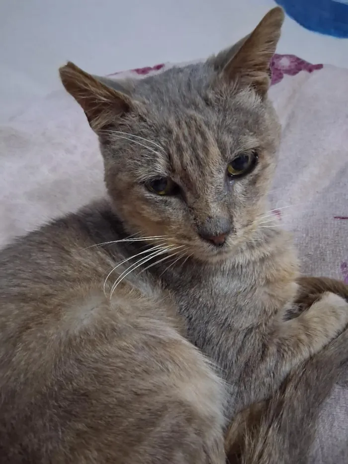 Gato raça SRD-ViraLata idade 2 a 6 meses nome gris