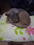 gris
