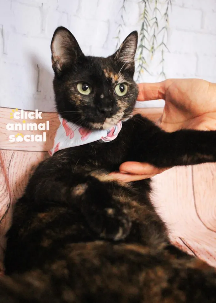 Gato raça SRD-ViraLata idade 2 anos nome Dália