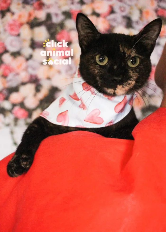 Gato raça SRD-ViraLata idade 2 anos nome Dália
