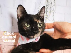 Gato raça SRD-ViraLata idade 2 anos nome Dália