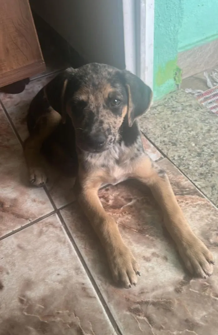 Cachorro raça SRD-ViraLata idade 2 a 6 meses nome Pipoca