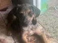 Pipoca