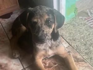 Cachorro raça SRD-ViraLata idade 2 a 6 meses nome Pipoca