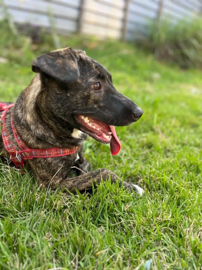 Cachorro raça SRD-ViraLata idade 2 anos nome Ravena