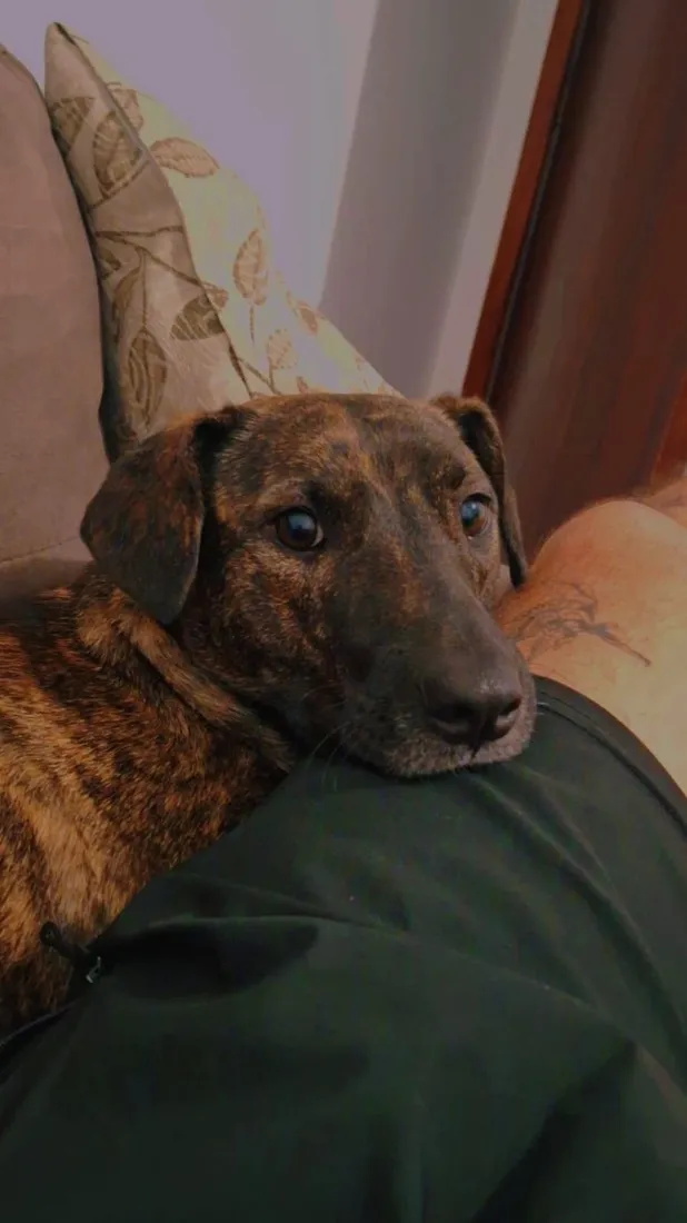 Cachorro raça SRD-ViraLata idade 2 anos nome Ravena