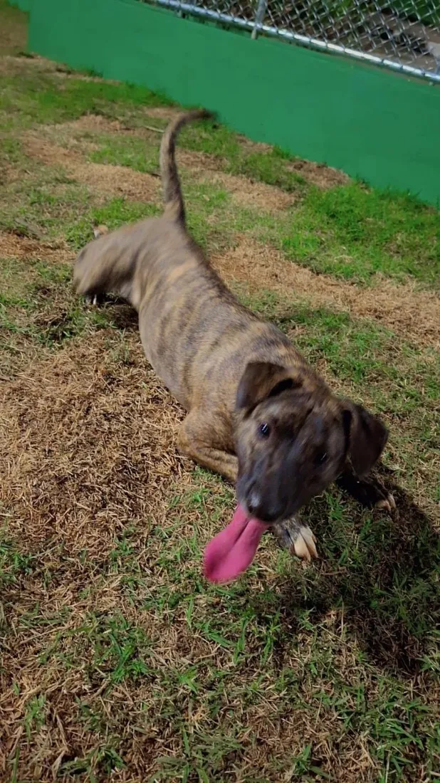 Cachorro raça SRD-ViraLata idade 2 anos nome Ravena