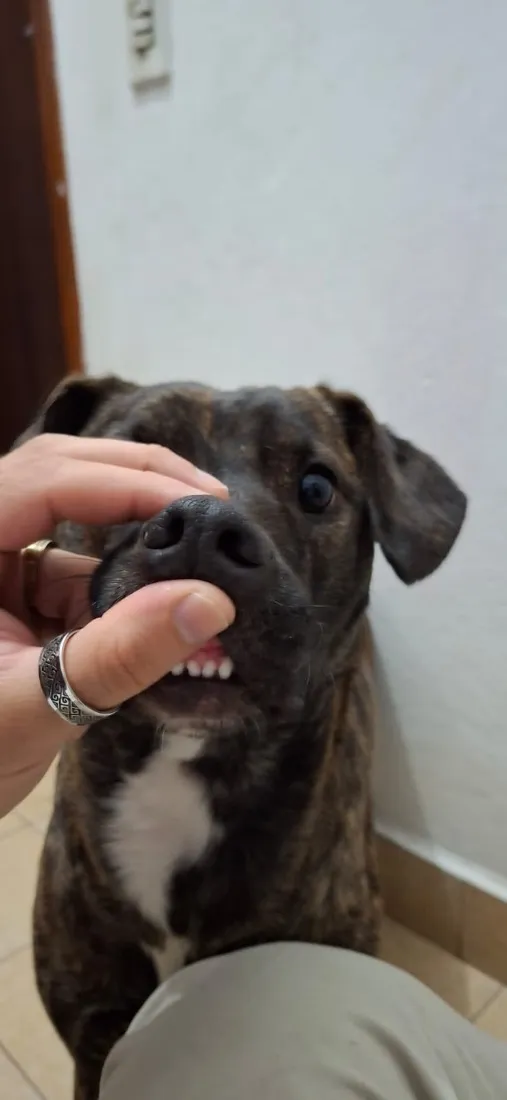 Cachorro raça SRD-ViraLata idade 2 anos nome Ravena