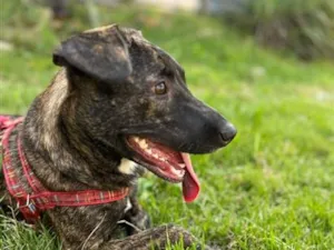 Cachorro raça SRD-ViraLata idade 2 anos nome Ravena