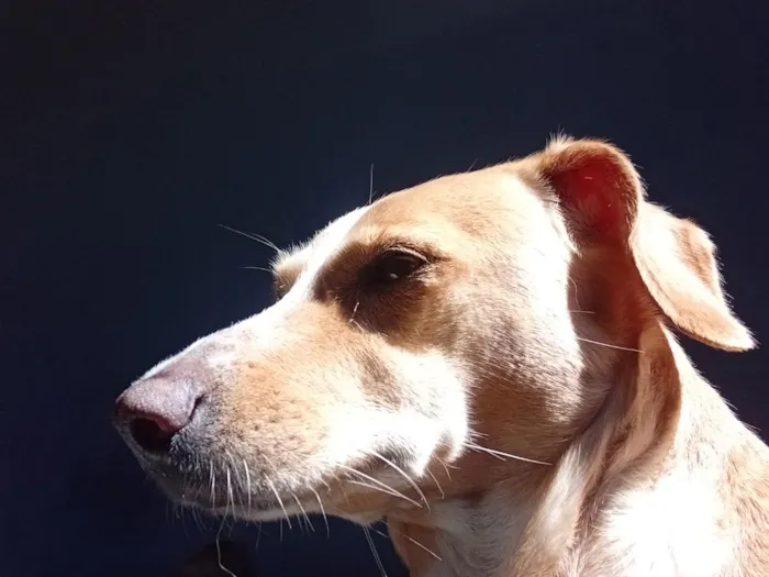 Cachorro raça SRD-ViraLata idade 6 ou mais anos nome Babi