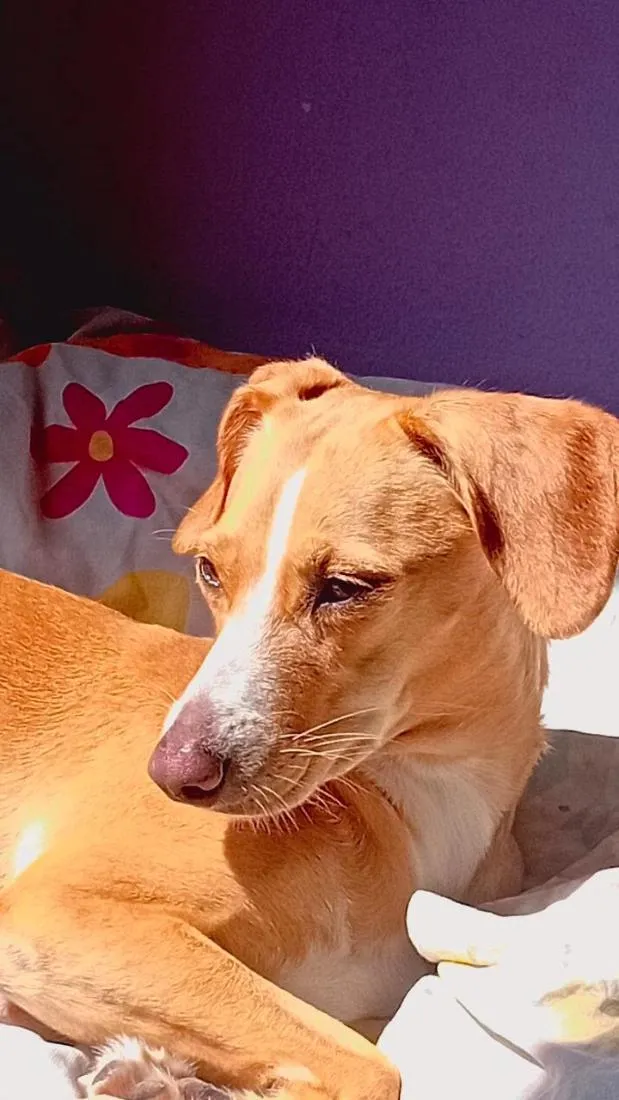 Cachorro raça SRD-ViraLata idade 6 ou mais anos nome Babi