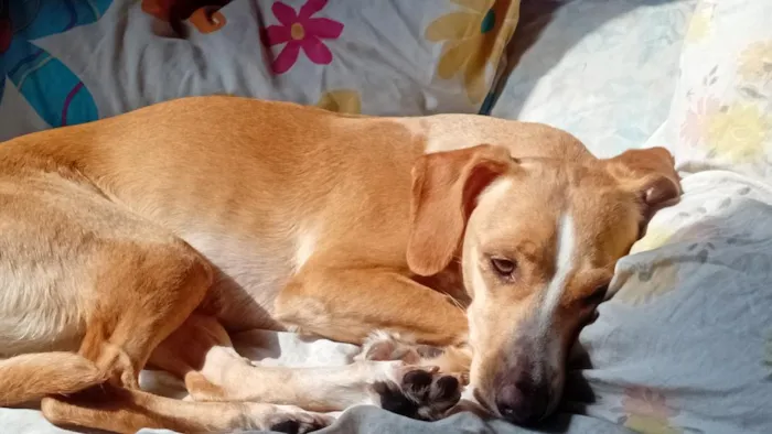 Cachorro raça SRD-ViraLata idade 6 ou mais anos nome Babi