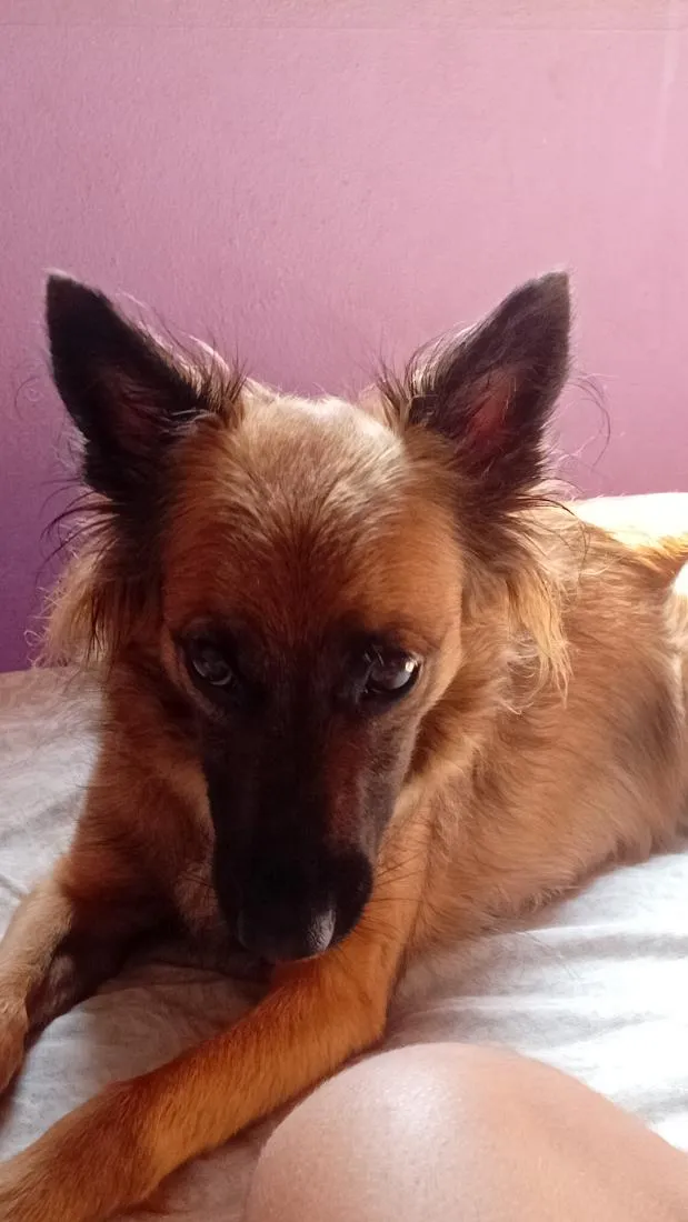 Cachorro raça SRD-ViraLata idade 4 anos nome Angel