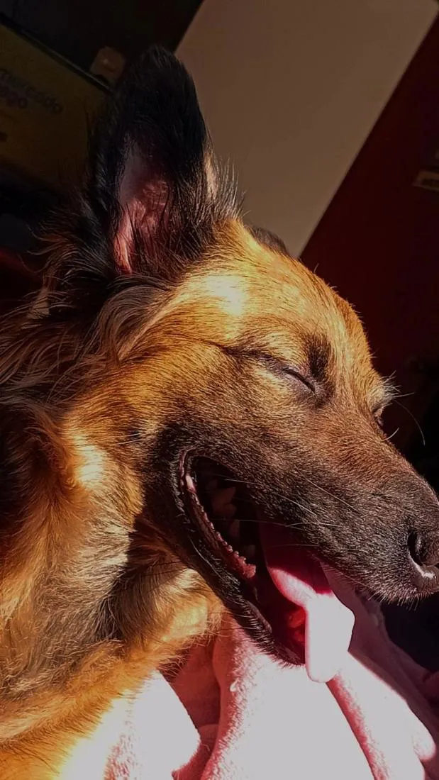 Cachorro raça SRD-ViraLata idade 4 anos nome Angel