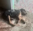 Pipoca