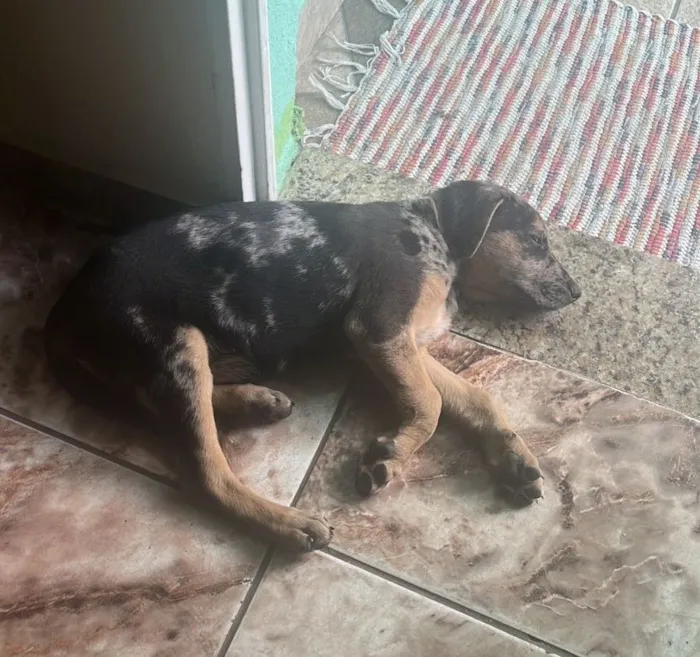 Cachorro raça SRD-ViraLata idade 2 a 6 meses nome Pipoca