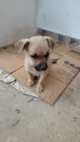 rosa,jade,rubi, pérola,pug 