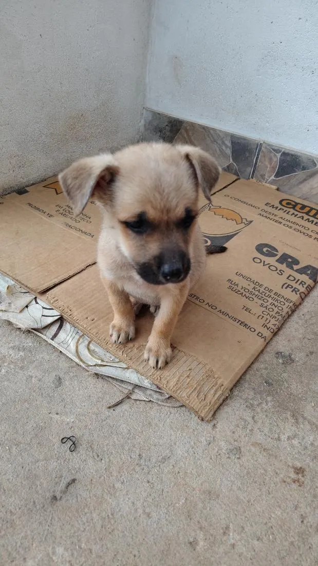 Cachorro raça SRD-ViraLata idade 2 a 6 meses nome rosa,jade,rubi, pérola,pug 