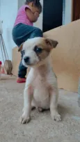 rosa,jade,rubi, pérola,pug 
