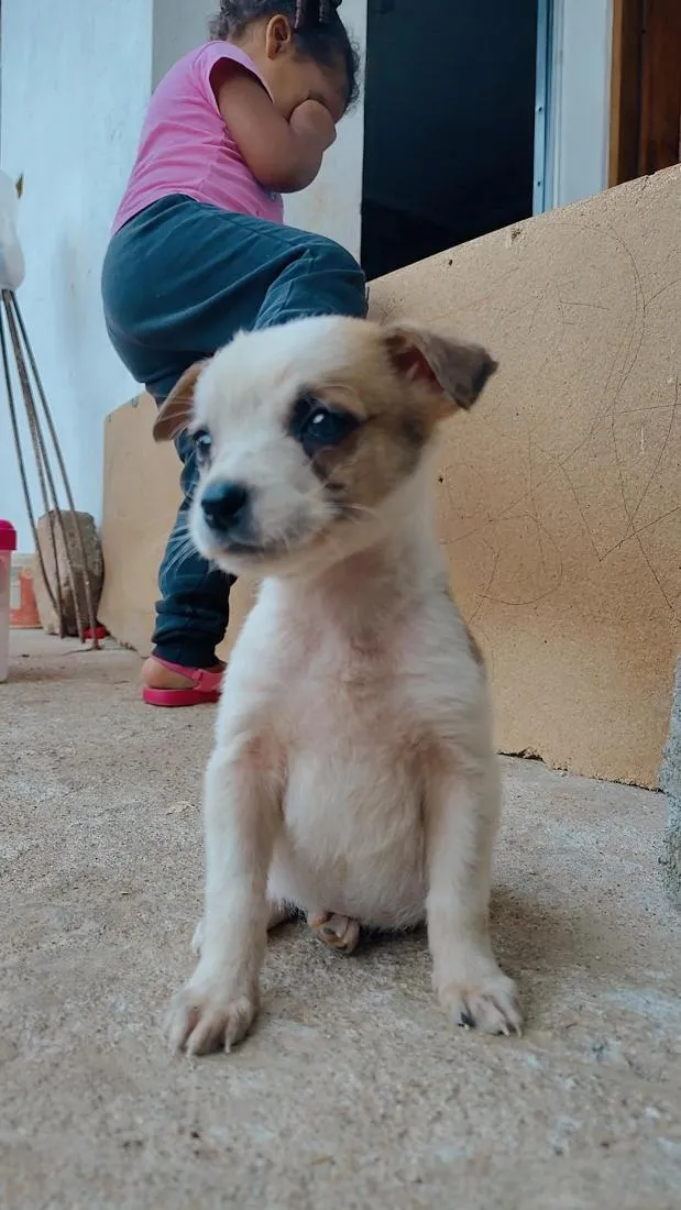 Cachorro raça SRD-ViraLata idade 2 a 6 meses nome rosa,jade,rubi, pérola,pug 