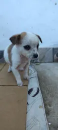 rosa,jade,rubi, pérola,pug 