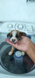 rosa,jade,rubi, pérola,pug 