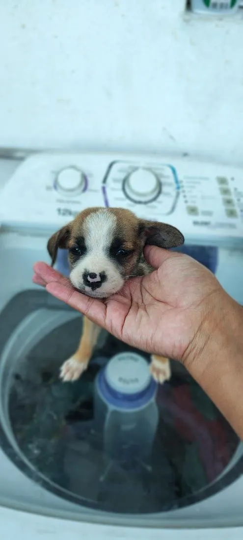 Cachorro raça SRD-ViraLata idade 2 a 6 meses nome rosa,jade,rubi, pérola,pug 