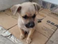rosa,jade,rubi, pérola,pug 
