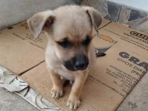 Cachorro raça SRD-ViraLata idade 2 a 6 meses nome rosa,jade,rubi, pérola,pug 