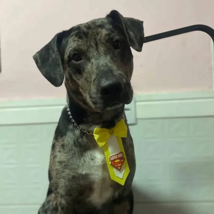 Cachorro raça Dálmata idade 2 anos nome Beethoven 