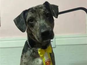 Cachorro raça Dálmata idade 2 anos nome Beethoven 