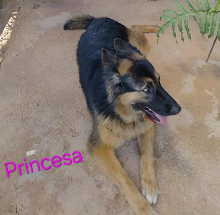Cachorro raça Pastor Alemão idade 3 anos nome Princesa