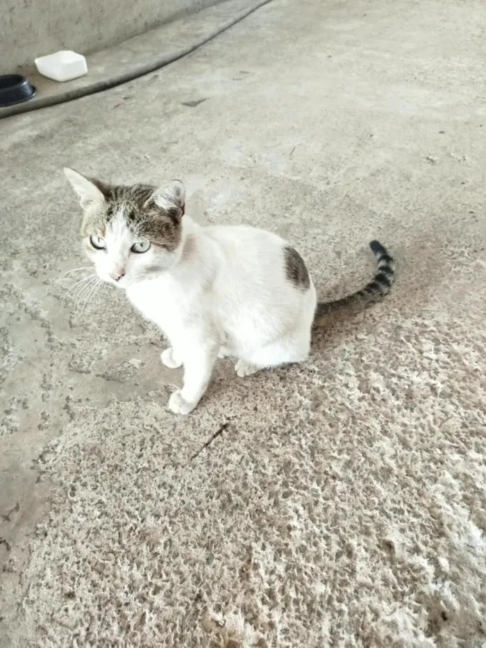 Gato raça SRD-ViraLata idade 2 anos nome Não tem nome