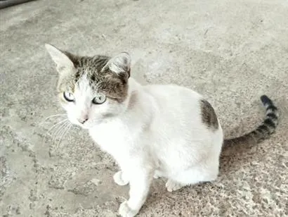 Gato raça SRD-ViraLata idade 2 anos nome Não tem nome