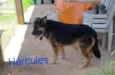 Hércules