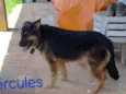 Hércules