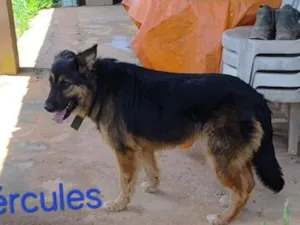 Cachorro raça Pastor Alemão idade 3 anos nome Hércules