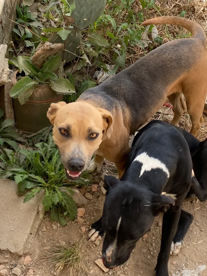 Cachorro raça Pit-Bull idade 2 anos nome Zoe