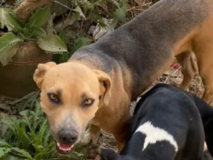 Cachorro raça Pit-Bull idade 2 anos nome Zoe