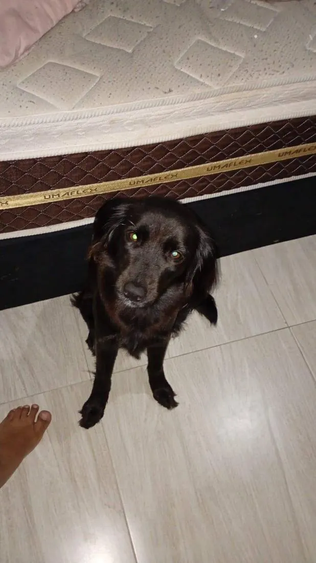 Cachorro raça SRD-ViraLata idade 4 anos nome Lessie