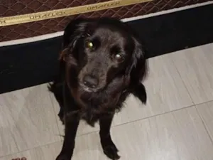Cachorro raça SRD-ViraLata idade 4 anos nome Lessie