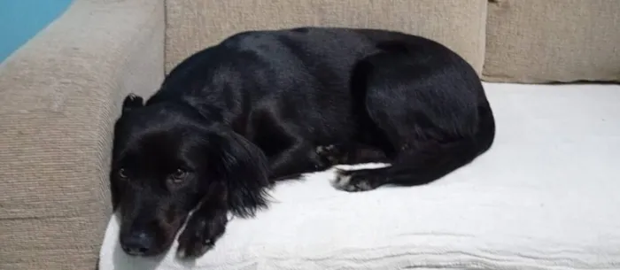 Cachorro raça SRD-ViraLata idade 4 anos nome Lessie