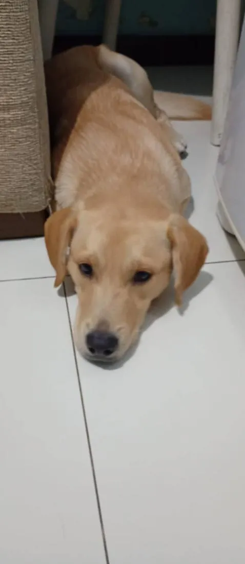 Cachorro raça SRD-ViraLata idade 2 anos nome Zeus