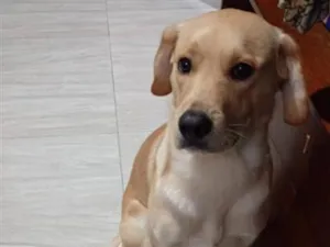 Cachorro raça SRD-ViraLata idade 2 anos nome Zeus