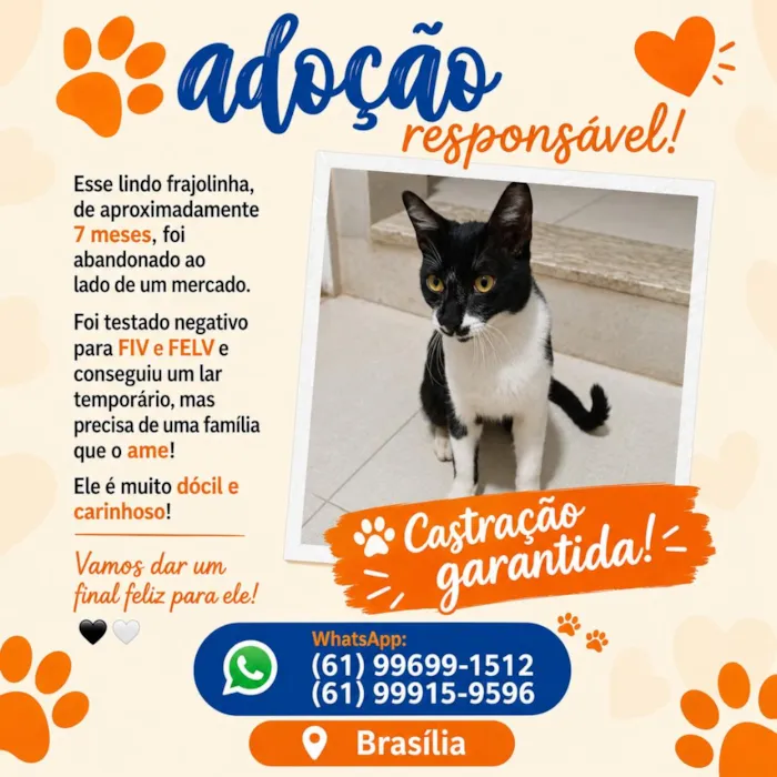 Gato raça SRD-ViraLata idade 7 a 11 meses nome Chico