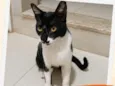 Chico