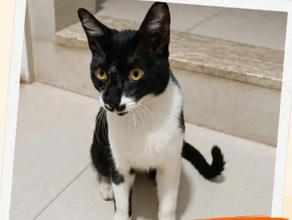 Gato raça SRD-ViraLata idade 7 a 11 meses nome Chico