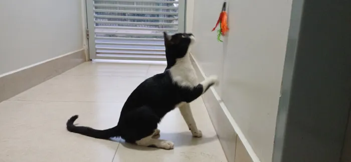 Gato raça SRD-ViraLata idade 7 a 11 meses nome Chico